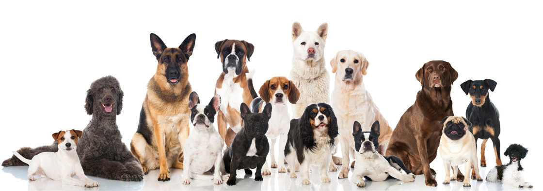 Dierenarts voor honden