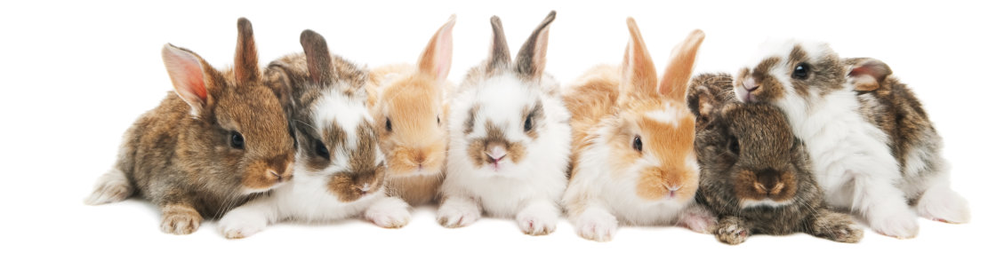 Dierenarts voor konijnen