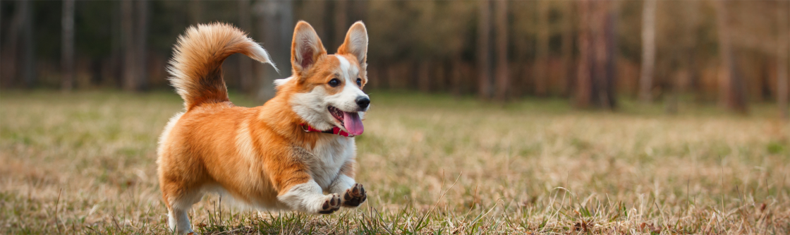 Castratie en sterilisatie voor honden