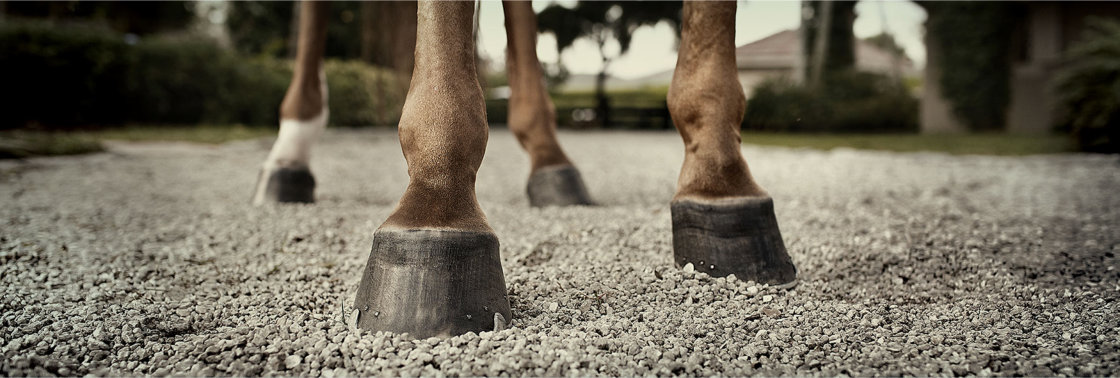 Hoefproblemen bij paarden Hoefproblemen bij paarden