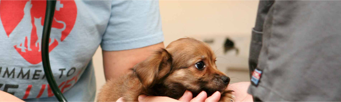 Hond chippen