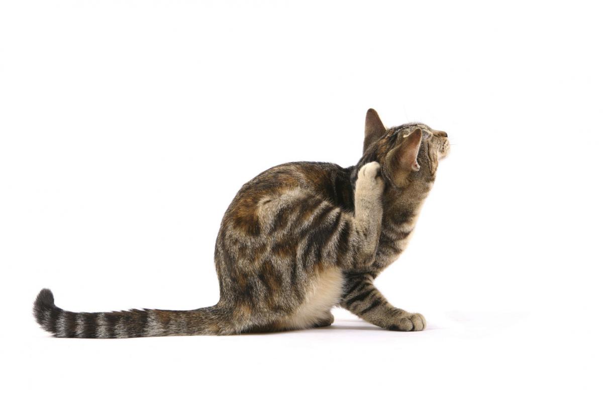 ontvlooien kat