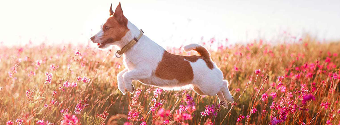 Parasieten bij honden