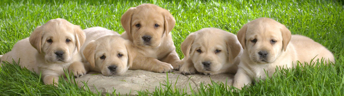 Eerste medische checkup voor puppies