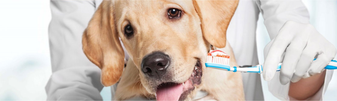 Tandheelkunde voor honden