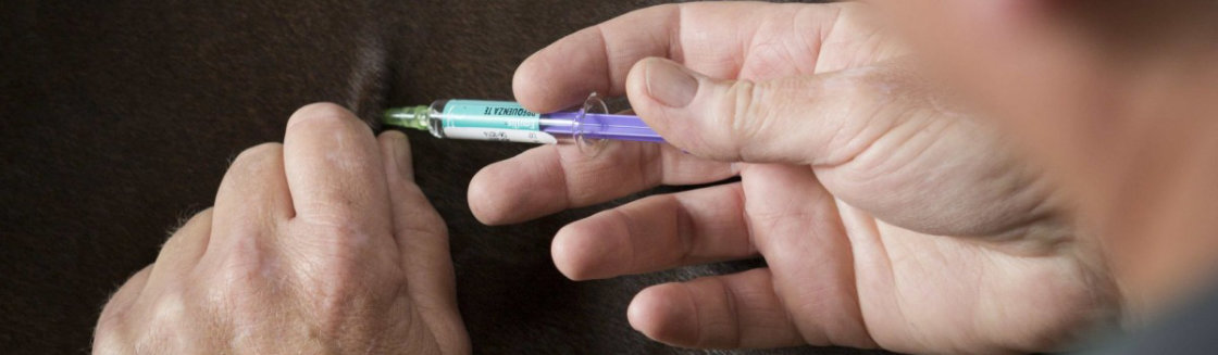 Vaccinaties voor paarden