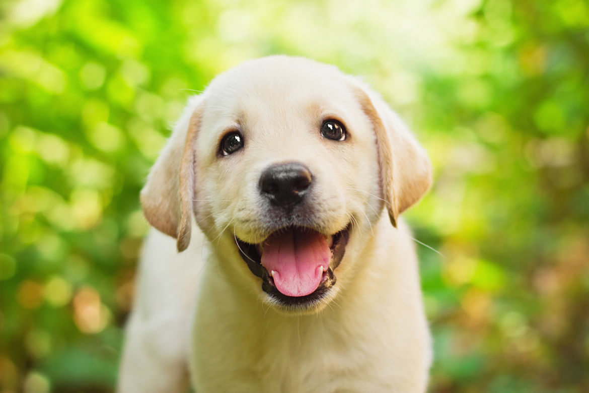 Eerste medische checkup puppies