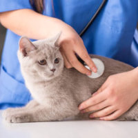 chirurgie kat