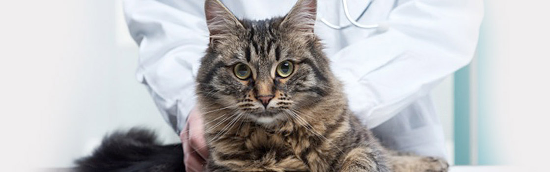 katten chirurgie