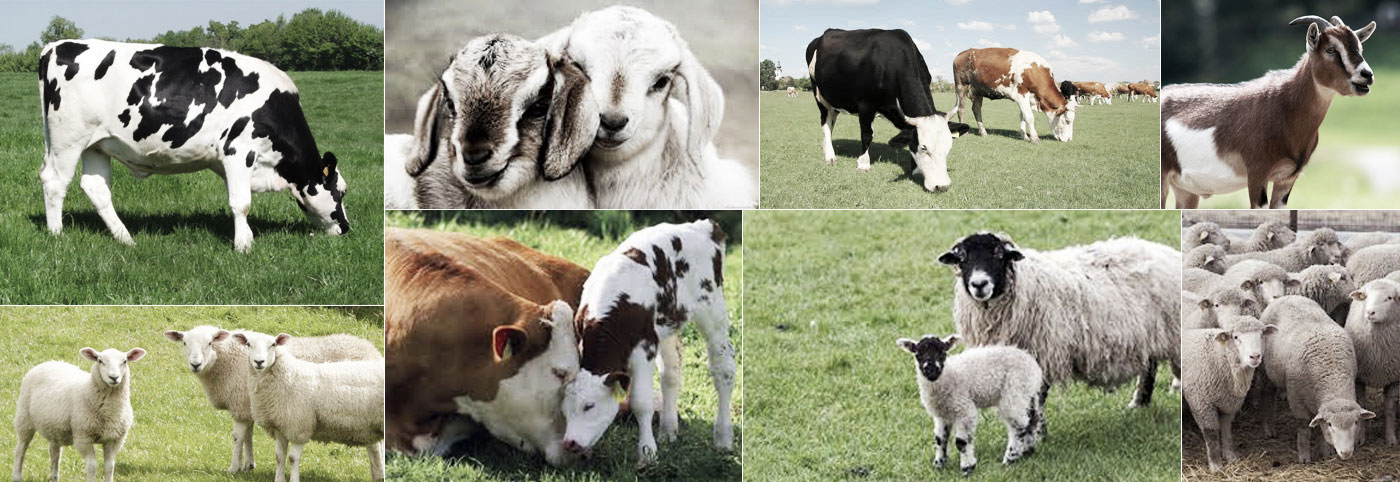 dierenarts voor landbouwhuisdieren, boerderijdieren, rundvee, koeien, schapen, geiten dierenarts voor landbouwhuisdieren, boerderijdieren, rundvee, koeien, schapen, geiten