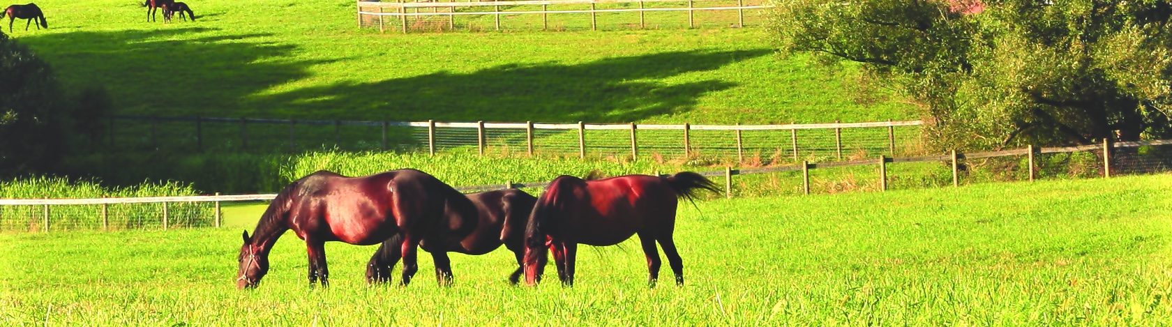 dierenarts paarden