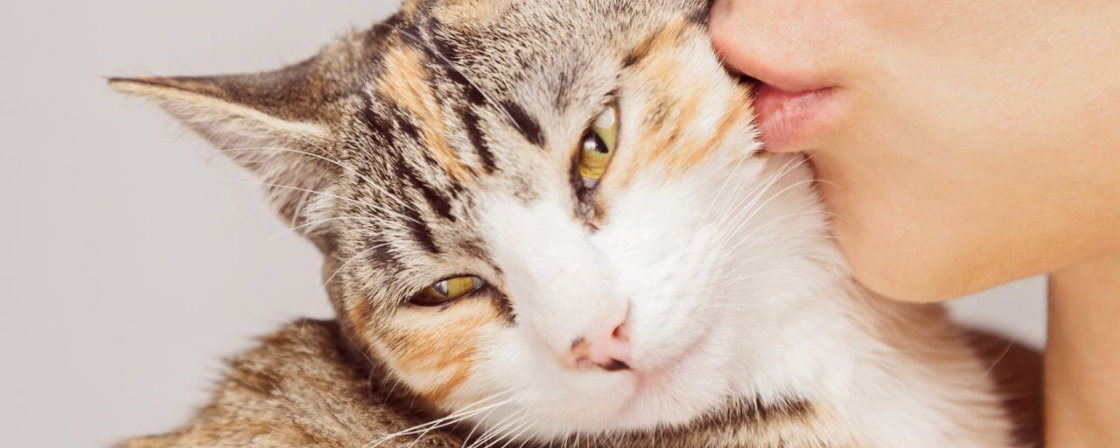 euthanasie kat euthanasie kat