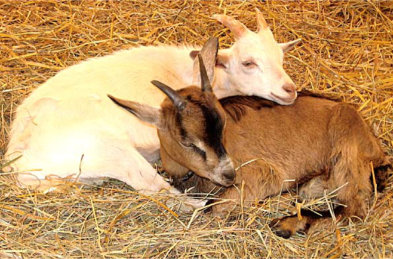 dierenarts voor schapen en geiten