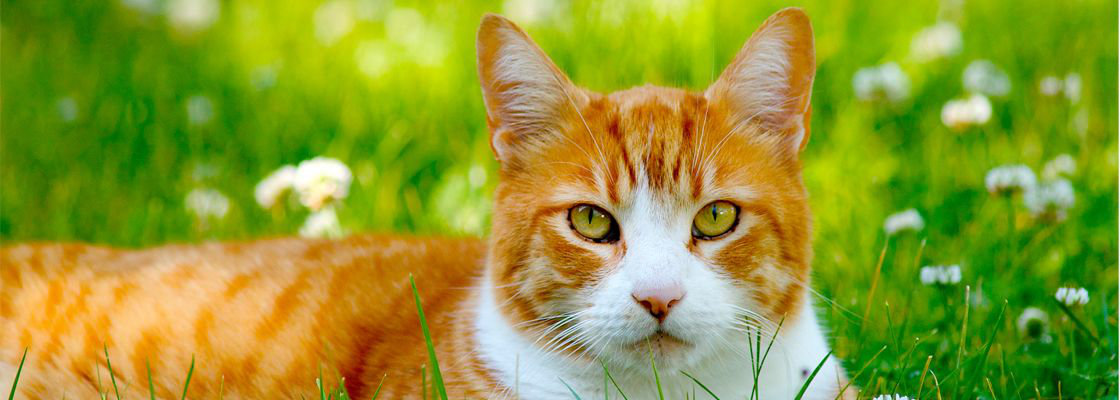 parasieten kat
