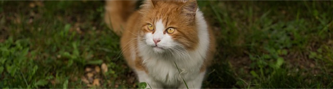 tandverzorging kat tandverzorging kat