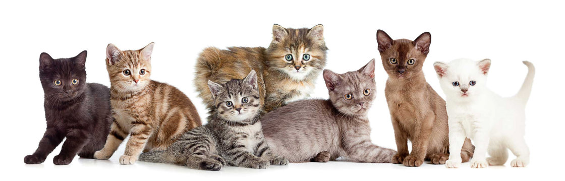 Dierenarts voor katten Dierenarts voor katten