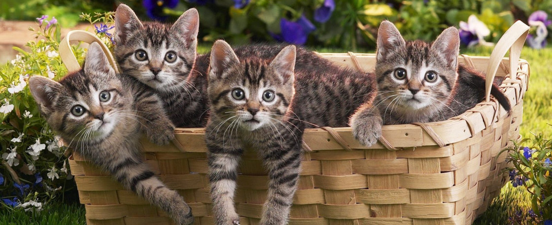 Kittens
