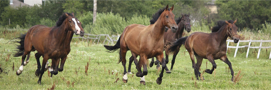 spoedgevallen paarden