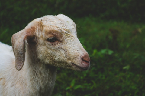 Schapen en geiten