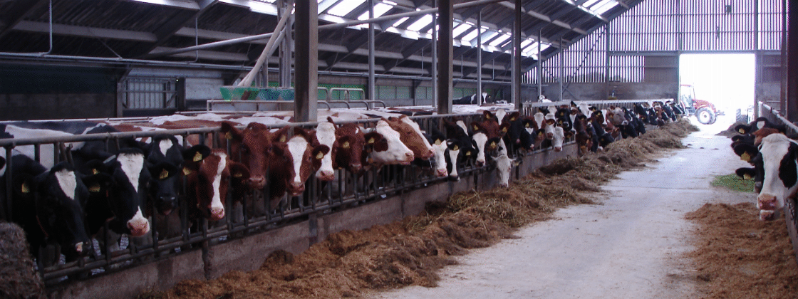 vaccinatie rundvee, runderen