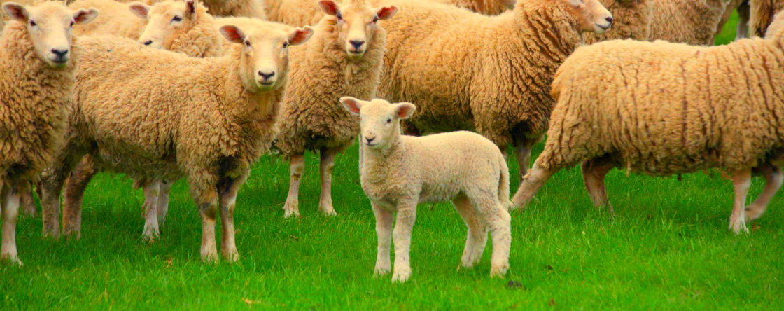 Parasieten bij schapen en geiten